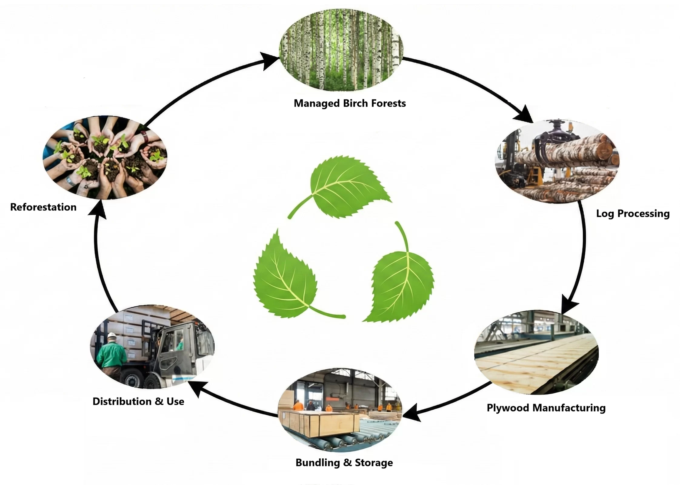 Sustainability Infographic | Baltic Birch Guide | PlyHolz